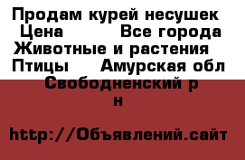 Продам курей несушек › Цена ­ 350 - Все города Животные и растения » Птицы   . Амурская обл.,Свободненский р-н